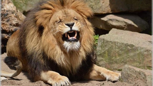 В ЮАР лев жестоко расправился с 22-летней девушкой