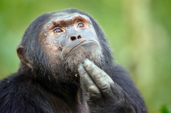 Учёные нашли сходство между жестами шимпанзе и бонобо