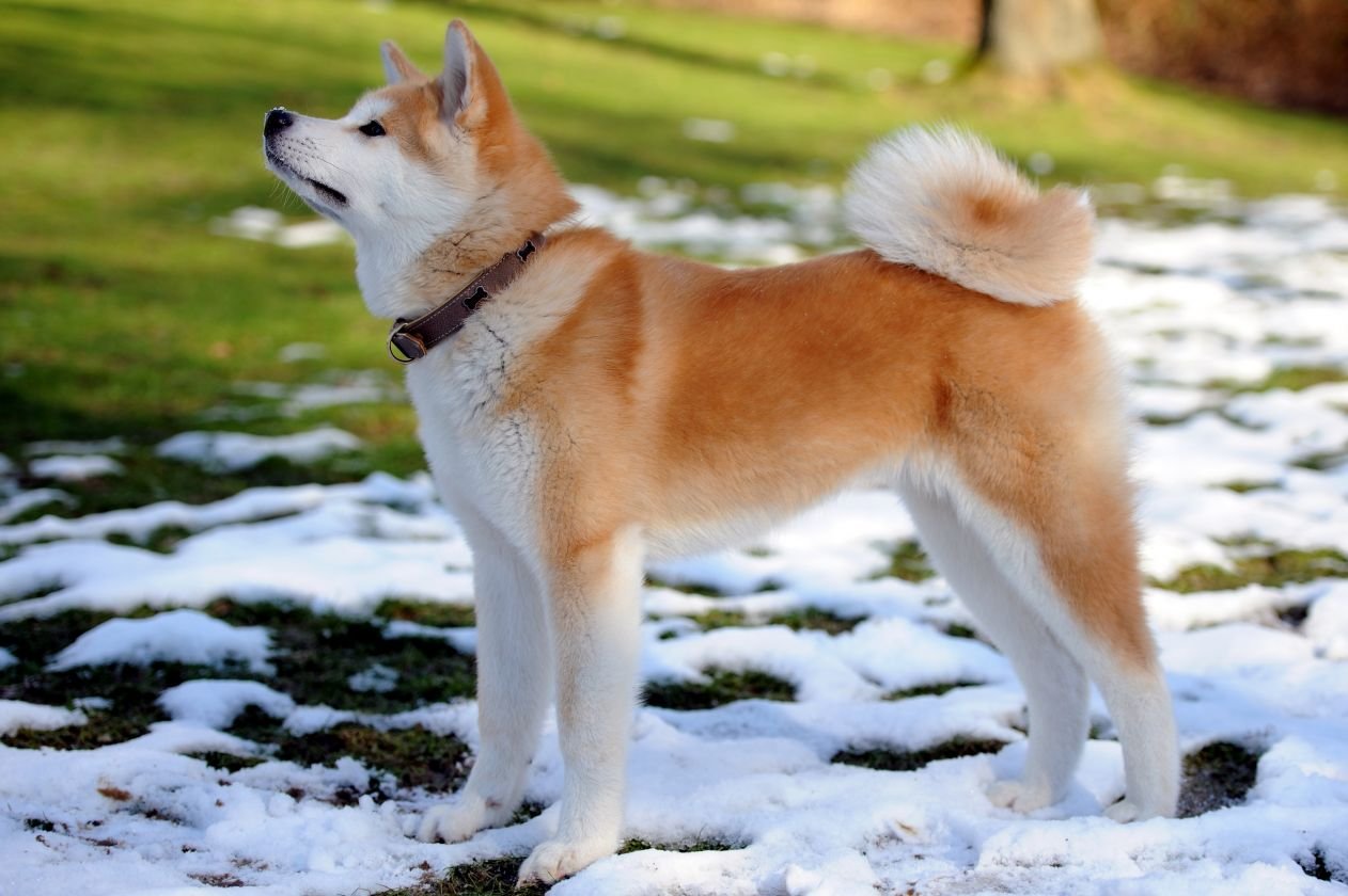 Алина Загитова получит в подарок редкого пса из Японии