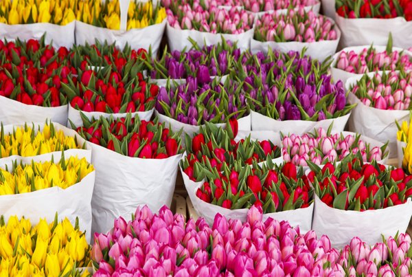 В Краснодарском крае мужчина украл у цветочницы 2 000 тюльпанов