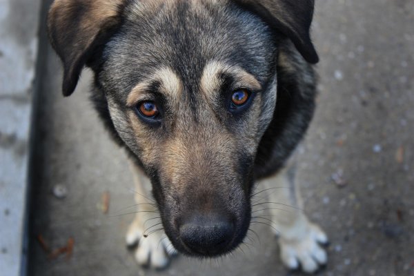 Ростовские собаки снова терпят издевательств от живодёров