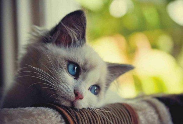 Фото грустной кошки растрогало пользователей соцсетей