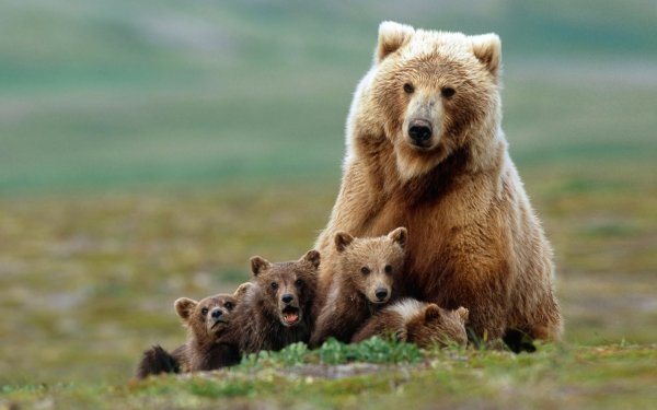 Скандинавские медведицы стали дольше присматривать за своими детьми из-за охотников
