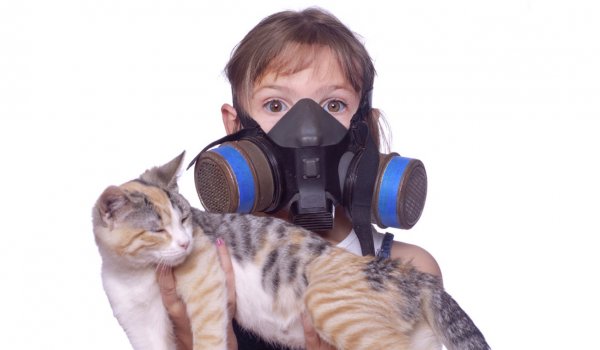 Первые симптомы аллергии на кошек и собак у детей назвал аллерголог