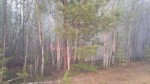 Природные пожары в Мирнинском районе РС (Я)