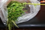 В рамках операции "Мак" тюменские полицейские ежедневно изымают наркотики растительного происхождения