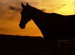 В Новосибирской области конь и двое людей погибли в ДТП