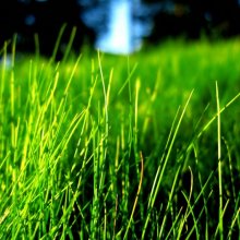 Искусственная трава: особенности и сфера применения