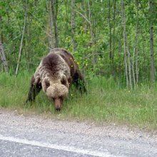 В Омской области на мужчину напал медведь