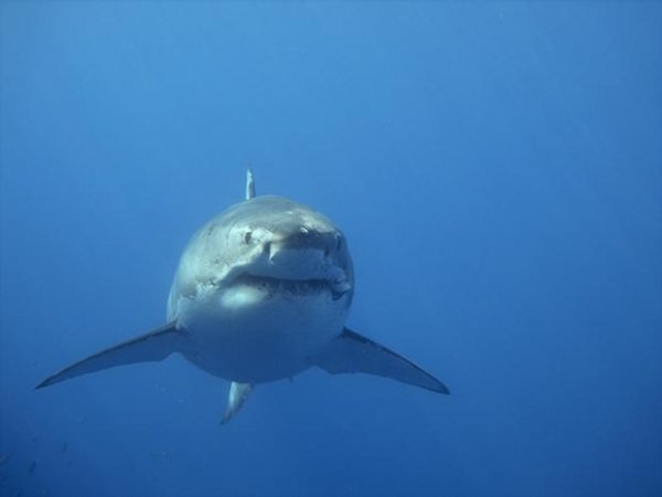 Турист ткнул напавшую на него белую акулу в глаз и спасся