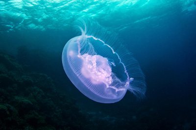 Жители Владивостока не купаются в море из-за медуз и водорослей