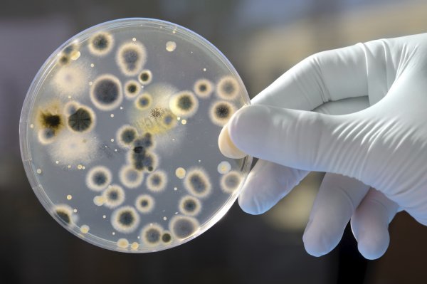 Ученые: Микробиологические исследования в ОАЭ смогут изменить мир