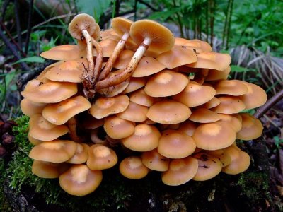 В Подмосковье появился новый вид ядовитых грибов