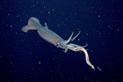Ученым впервые удалось поймать детенышей гигантского кальмара