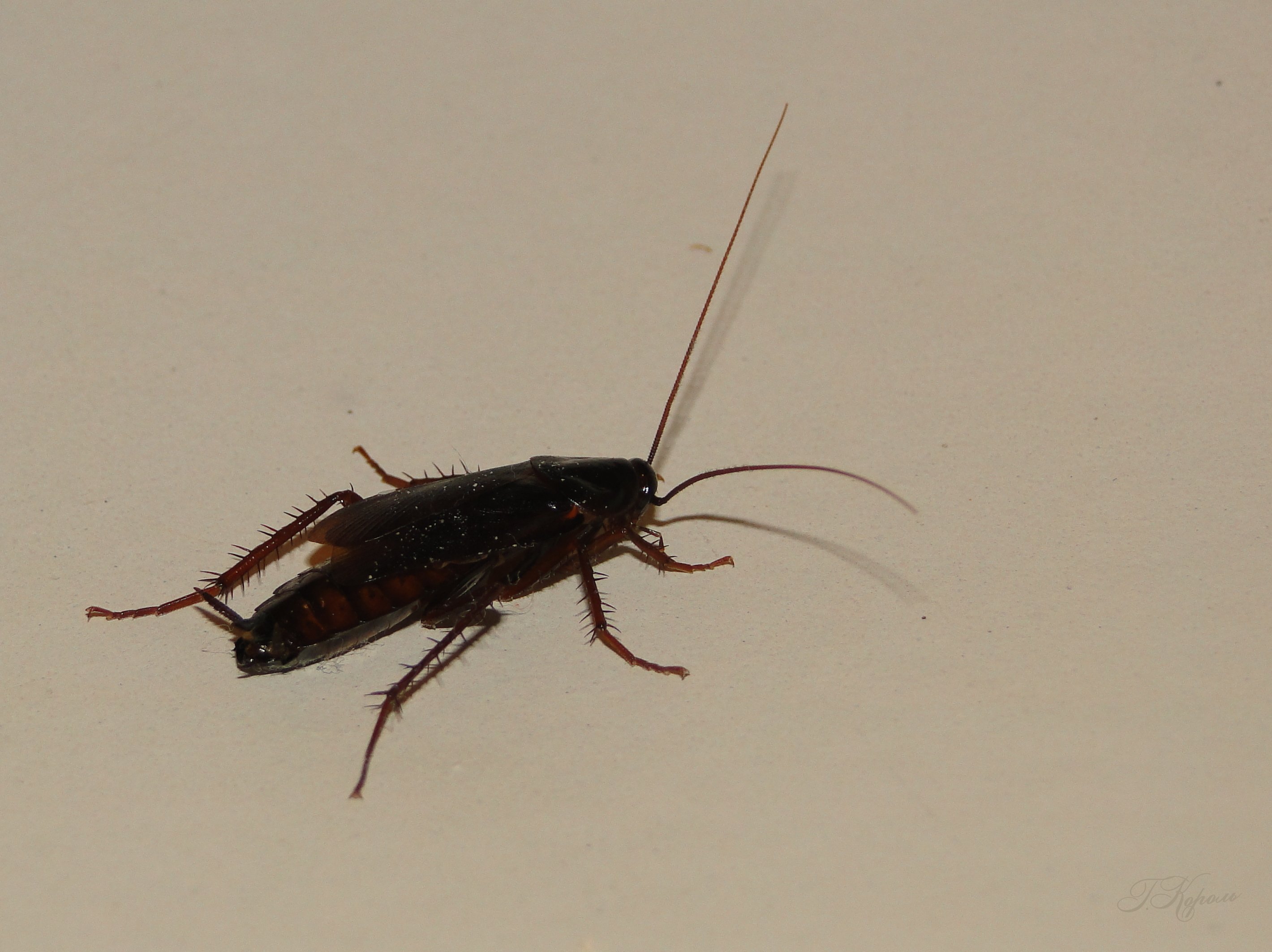 Черный жук похожий на таракана. Byrsotria fumigata. Чёрный Жук похожий на таракана. Жук Прусак черный. Черный Восточный таракан (Blatta orientalis).
