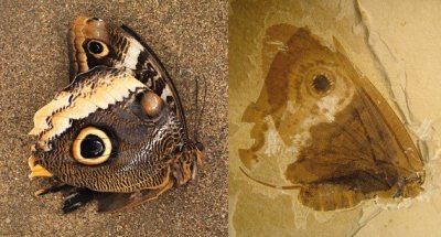Ученые: 40 млн лет назад существовал более крупный вид бабочек