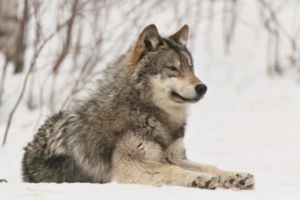 В Ростовской области мужчина задушил волка, напавшего на его собаку
