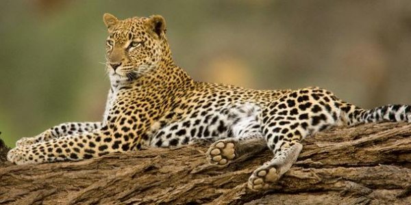В зоопарке Уфы из-за переезда самка леопарда съела трёх своих детёнышей