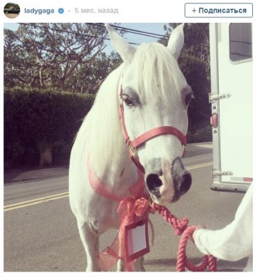 Леди Гага ездит за продуктами на лошади