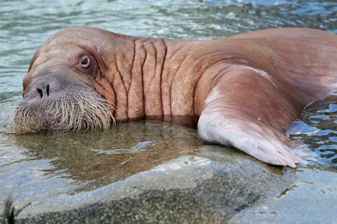 Два человека погибли при попытке сделать селфи с моржом в китайском зоопарке