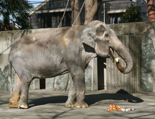 В Японии умерла самая старая слониха в мире