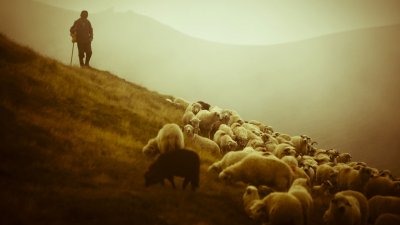 В Испании пастух уснул и тысячи овец прибежали в город
