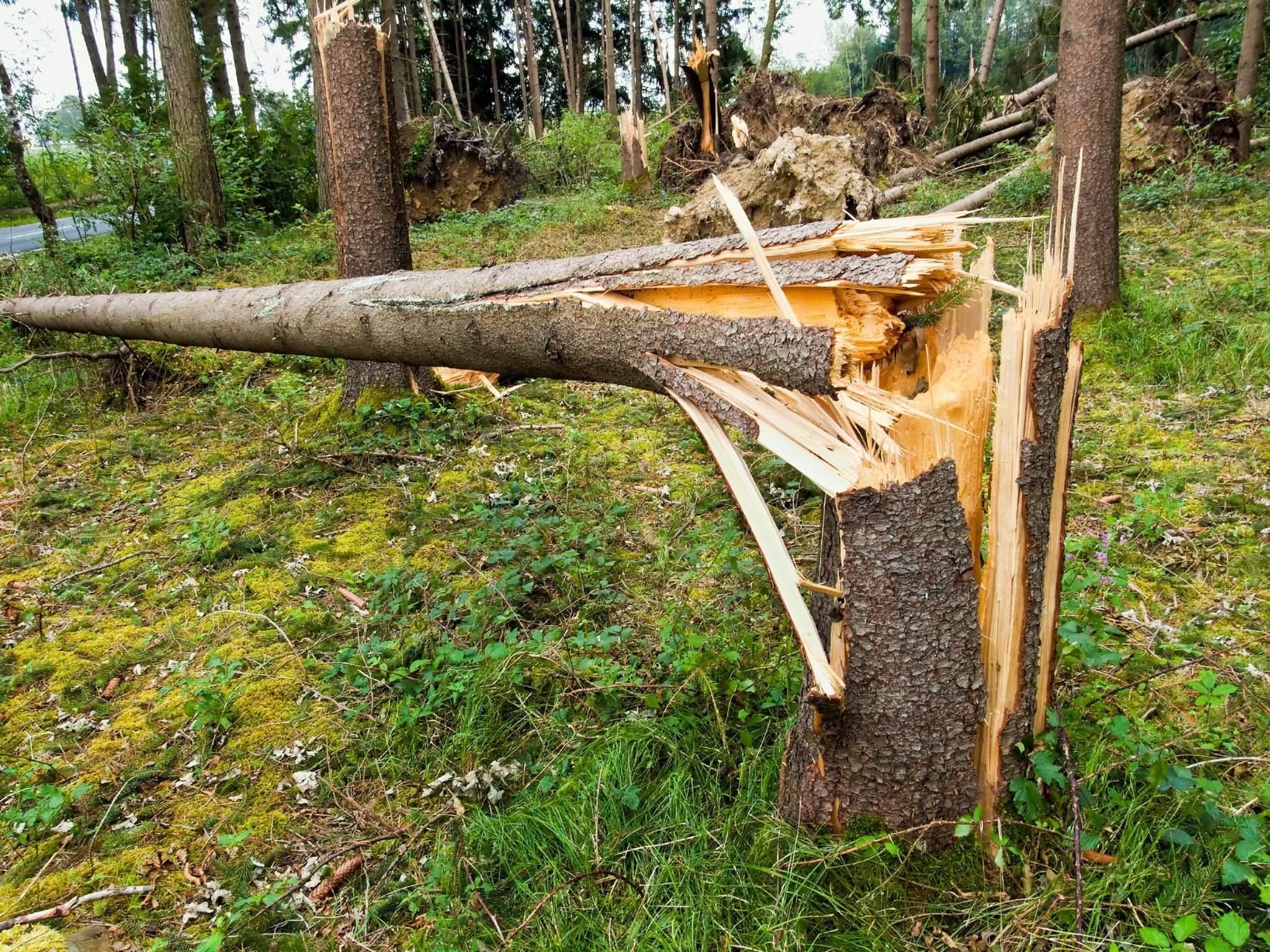 Можно сломать дерево. Сломанное дерево. Поваленное дерево в лесу. Сломанное дерево в лесу. Упавшее дерево в лесу.