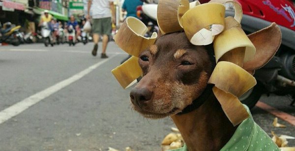 Тайваньская собачка в шляпках из фруктов стала звездой Интернета
