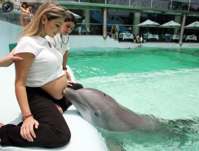 Всемирный день китов и дельфинов: что интересного мы о них знаем?