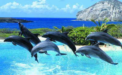 Всемирный день китов и дельфинов: что интересного мы о них знаем?