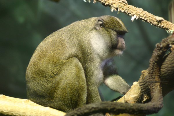 Ученые: Зеленые обезьяны приобрели золотистый стафилококк от людей