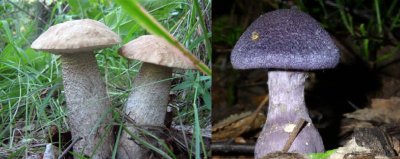 Редкие фиолетовые грибы нашли в Подмосковье