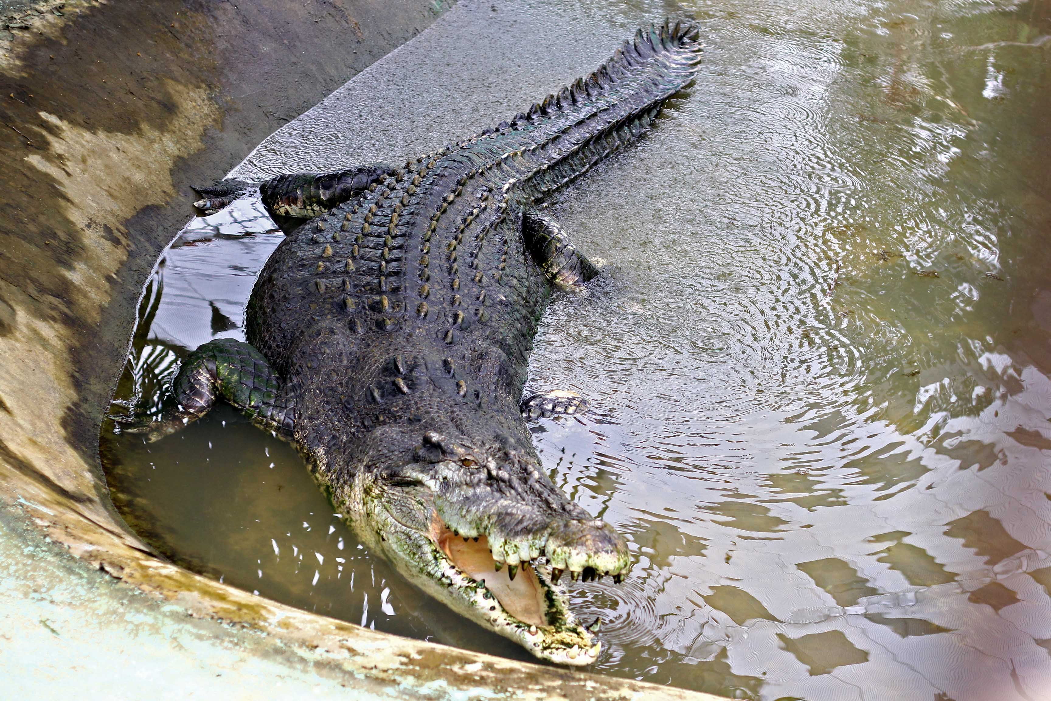 Самый большой аллигатор. Гигантский гребнистый крокодил. Гребнистый крокодил и Аллигатор. Гребнистый крокодил самый большой. Лолонг самый большой крокодил.