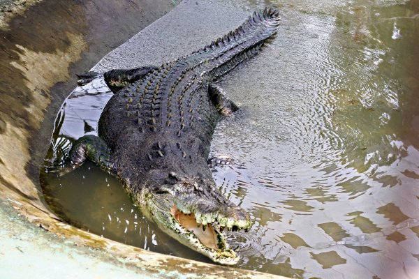 На Филиппинах умер гигантский крокодил-убийца