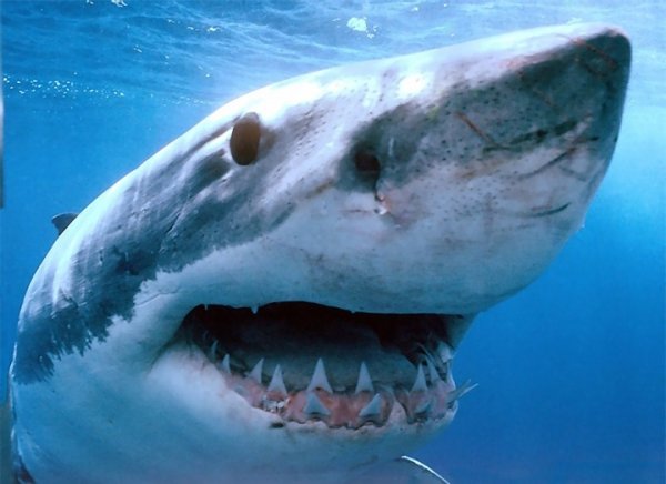 Учёные: Тигровые акулы очень дружелюбны