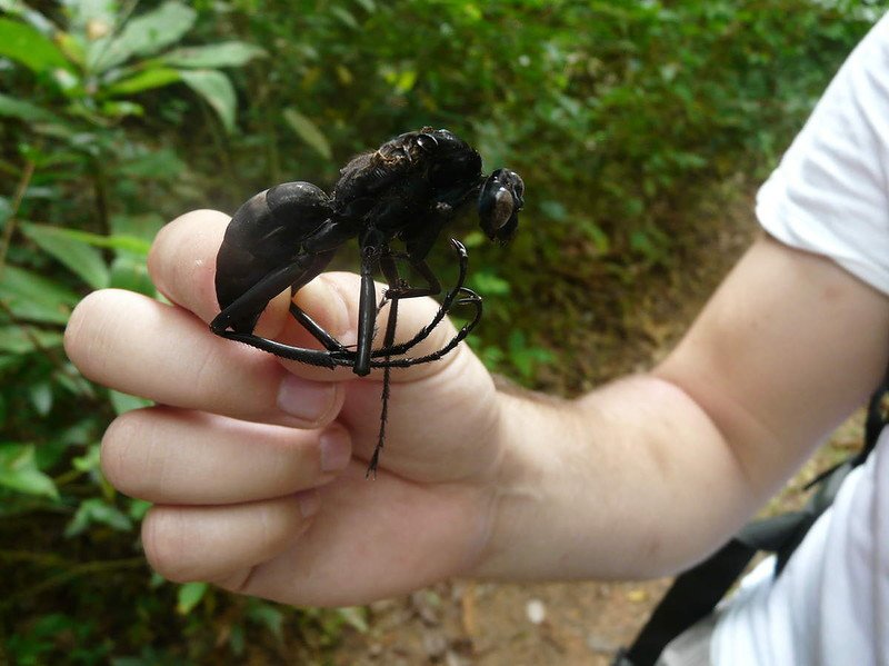 Насекомые шри ланки. Жуки на Бали. Шри Ланка ядовитые насекомые. Опасные пауки на Бали. Шри Ланка ядовитые животные.