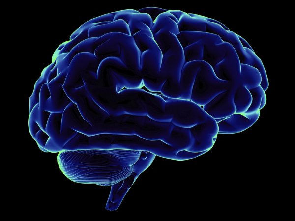 Ученые научились удалять страх из мозга человека