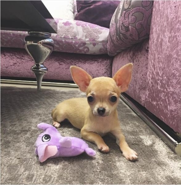 Анна Семенович опубликовала в сети фото своей новой собаки