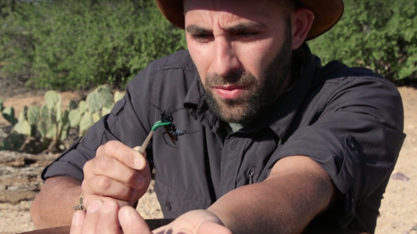 Ученый испытал на себе укус самого опасного тропического муравья