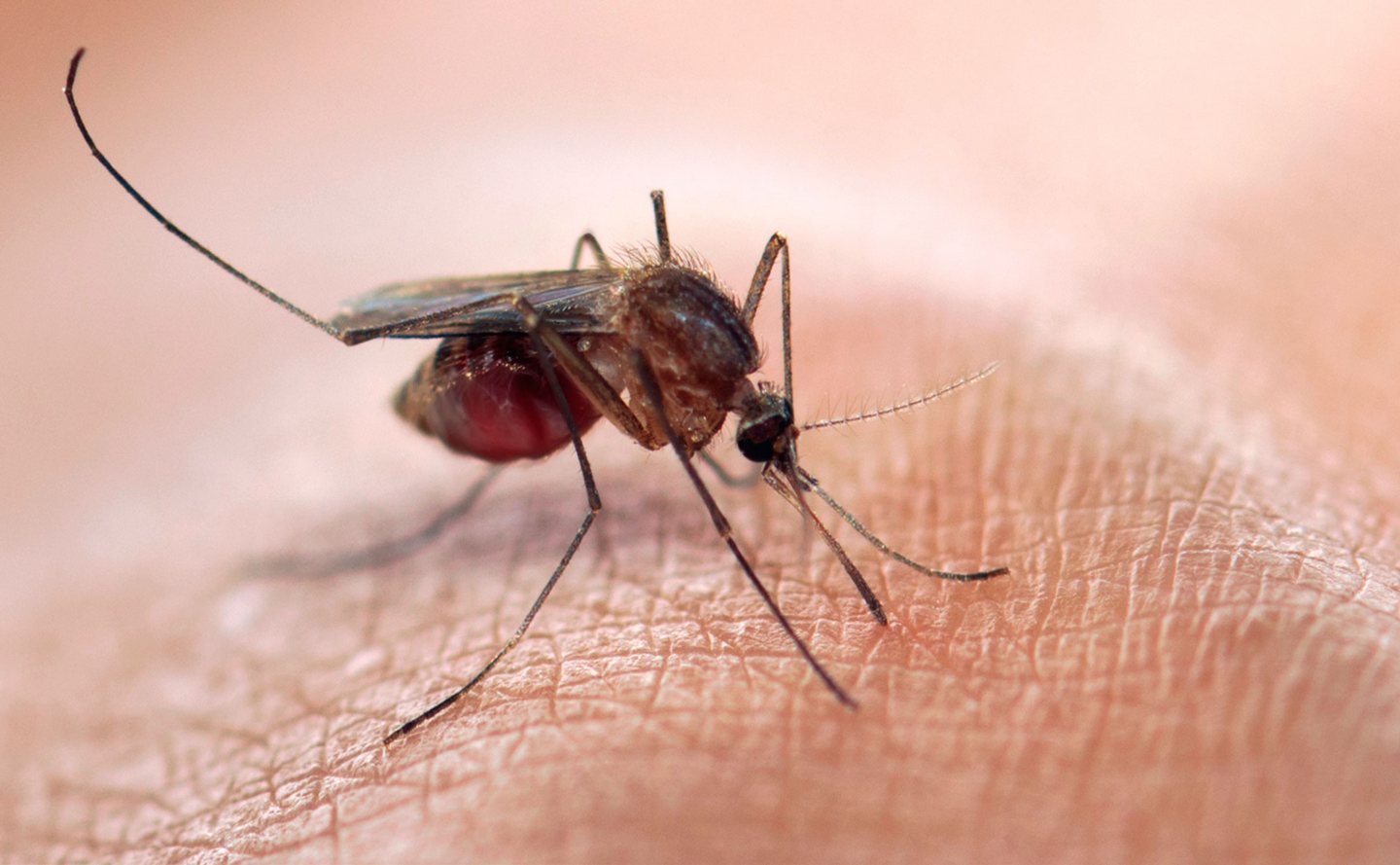 Малярия укусы комаров. Малярийный Москит. Малярийный комар. Укус малярии малярийный комар.