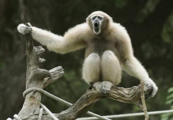 Новый вид китайских приматов назвали в честь Люка Скайуокера