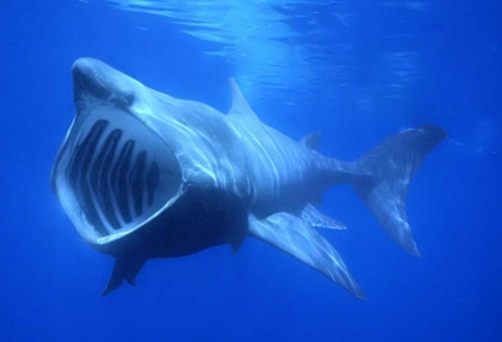 Shark return. Cetorhinus Maximus акула. Большая акула Cetorhinus Maximus. Гигантская акула (basking Shark). Цеторинус Максимус.