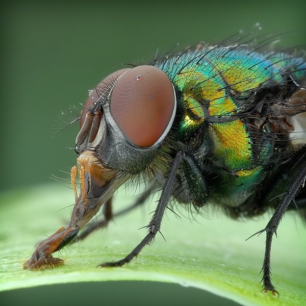 Ученые: С помощью света зеленые мухи находят пару
