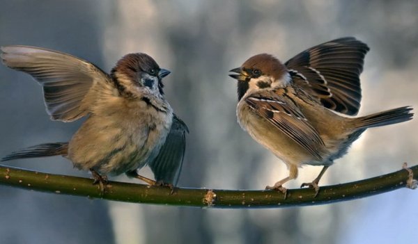 Наблюдение за птицами положительно влияет на психику - ученые