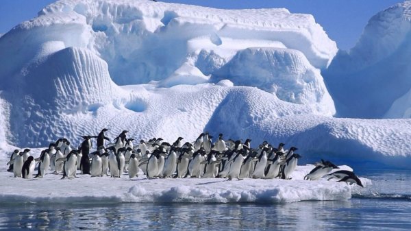 В Антарктиде зафиксирована рекордно высокая температура воздуха в 17,5 градусов тепла