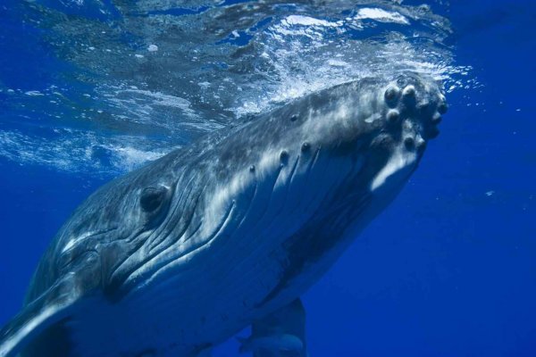 Учёные: Горбатые киты начали собираться в группы из сотни особей