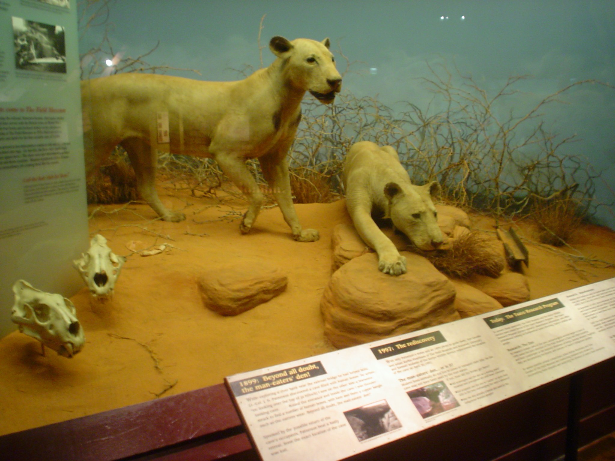 Львы в чикаго в музее естественной истории
