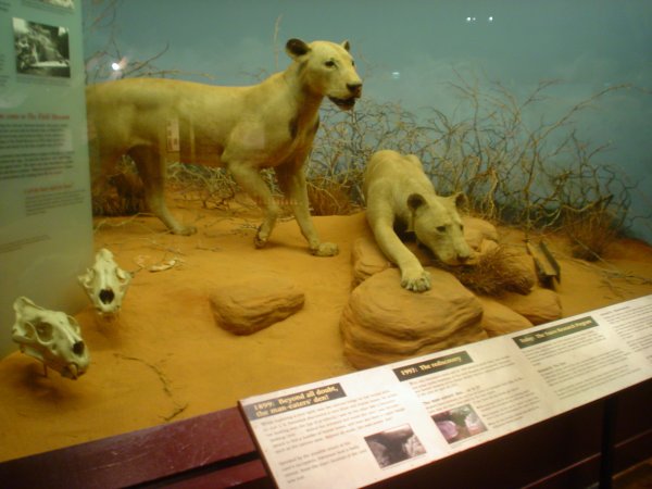 Ученые выяснили причину, по которой львы-людоеды из Цаво убивали