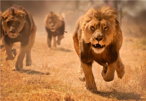 Ученые выяснили причину, по которой львы-людоеды из Цаво убивали