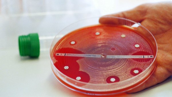 Неуязвимые антибиотиками бактерии появились 450 млн лет назад